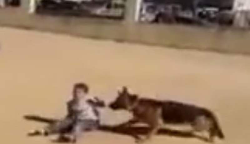 شبان يحرضون كلبا من نوع بارجي على افتراس طفل في وهران