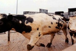 البرازيل تؤجل استيراد لحوم الأبقار من الباراغواي بسبب إصابتها بالحمى القلاعية