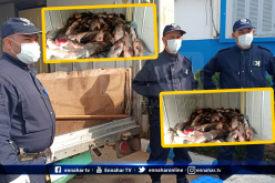 حجز 13 قنطار من السمك الفاسد بتيبازة