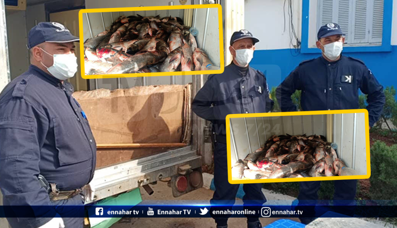 حجز 13 قنطار من السمك الفاسد بتيبازة