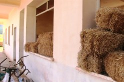 مدارس تتحوّل إلى زرائب لتربية المواشي ومخازن للعلف في تيارت