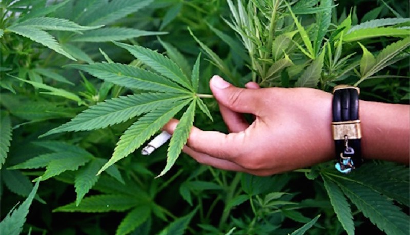 السجن 20 سنة لبارون حوّل منزله إلى مزرعة مخدرات في البيض