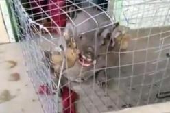 بالفيديو  وحش غريب يظهر في خليج الصين