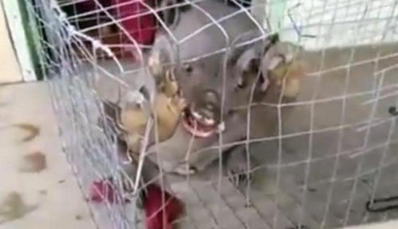 بالفيديو  وحش غريب يظهر في خليج الصين