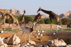 حكومة مدريد تمنع دخول الحيوانات من الجزائر