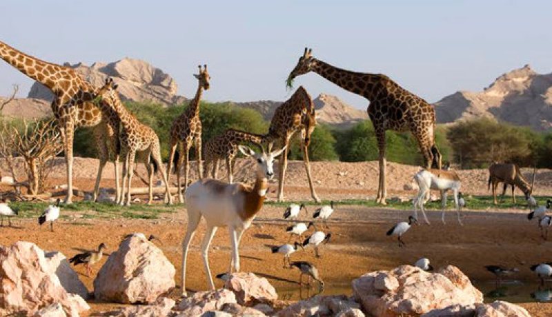 حكومة مدريد تمنع دخول الحيوانات من الجزائر