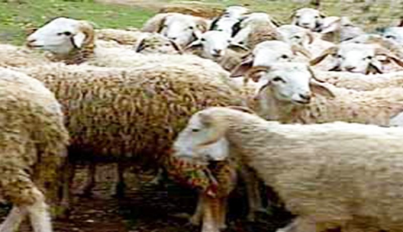 تلقيح أكثر من 620 ألف رأس من المواشي ضد الحمى المالطية بالأغواط