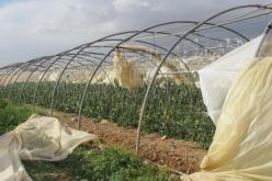 تضرر 300 بيت بلاستيكي نتيجة التقلبات الجوية في عين الدفلى