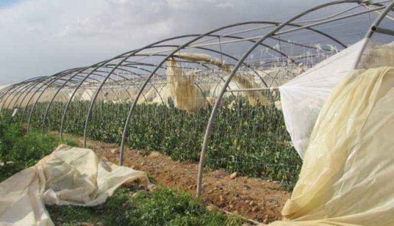 تضرر 300 بيت بلاستيكي نتيجة التقلبات الجوية في عين الدفلى