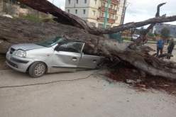 سكيكدة: تحطم كلي لسيارة إثر سقوط شجرة بحمادي كرومة