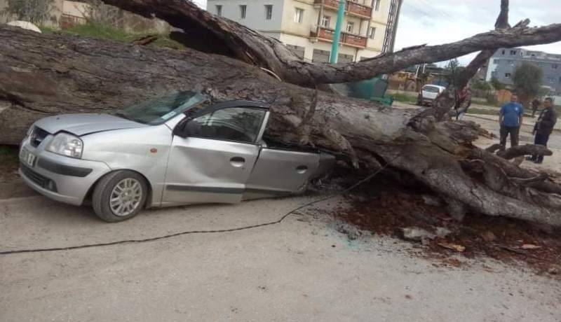 سكيكدة: تحطم كلي لسيارة إثر سقوط شجرة بحمادي كرومة