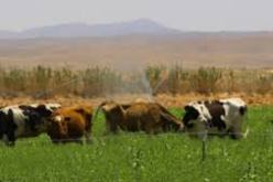 تسجيل أول حالة للحمى القلاعية في غليزان