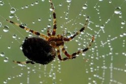 وصفات طبية بخيوط العنكبوت وماء زمزم