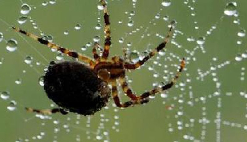 وصفات طبية بخيوط العنكبوت وماء زمزم