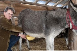 لتر لبن الحمير أغلى من برميل النفط  فى تركيا