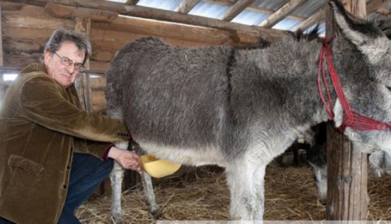 لتر لبن الحمير أغلى من برميل النفط  فى تركيا