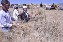 استدعاء 21 إطارا وموظفا من تعاونية الحبوب للتحقيق حول اختفاء 50 ألف قنطار من الحبوب في عنابة
