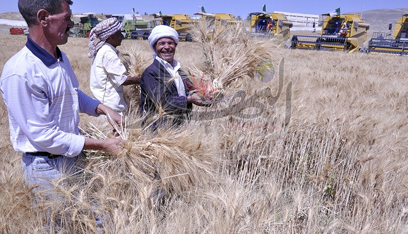 استدعاء 21 إطارا وموظفا من تعاونية الحبوب للتحقيق حول اختفاء 50 ألف قنطار من الحبوب في عنابة