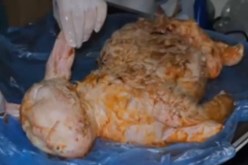 ولادة خروف بوجه إنسان في تركيا