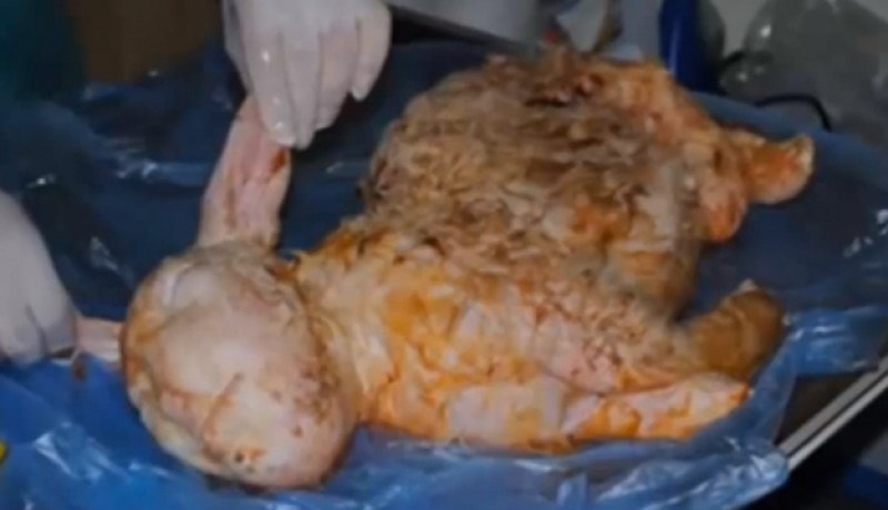 ولادة خروف بوجه إنسان في تركيا