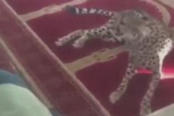 بالفيديو نمر يفاجئ المصلين في محراب مسجد بالسعودية