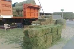 باحث جزائري يبتكر تقنية لإنتاج الأعلاف خارج التربة