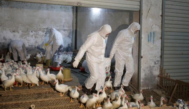 هولندا تعدم 16ألف بطة خوفا من الإنفلونزا