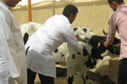 الكشف عن 16 حالة إصابة بداء الحمى المالطية في عين تموشنت