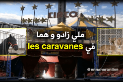 هكذا يعيش غجر”سيرك سيتا دي روما” في الجزائر