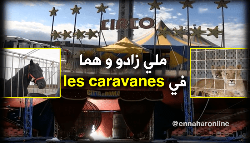 هكذا يعيش غجر”سيرك سيتا دي روما” في الجزائر