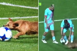 بالفيديو.. كلب يُساهم في فوز نادٍ أرجنتيني