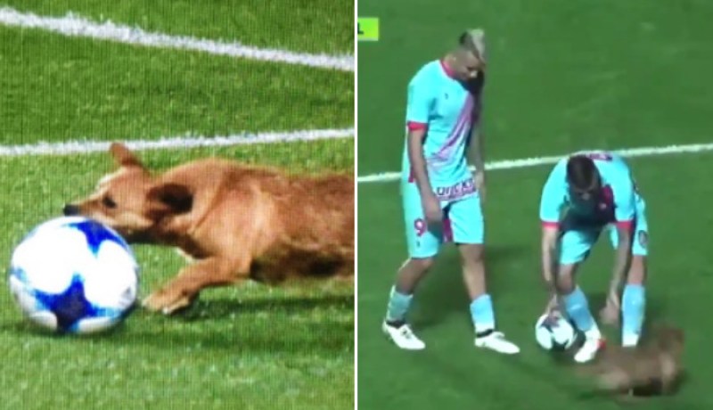 بالفيديو.. كلب يُساهم في فوز نادٍ أرجنتيني