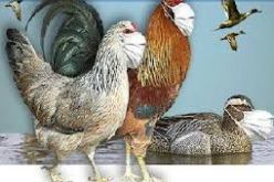 لا انفلونزا الطيور لا الخنازير في الجزائر