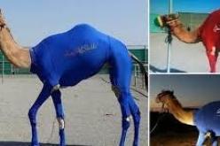 شركة إماراتية تنتج ألبسة رياضية للإبل