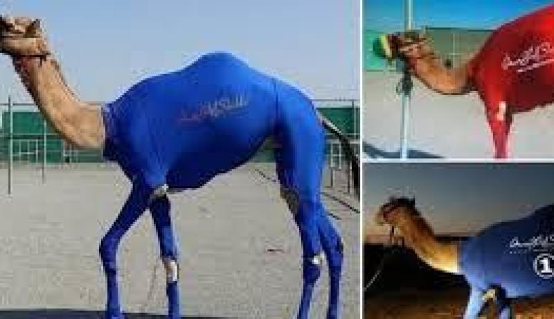 شركة إماراتية تنتج ألبسة رياضية للإبل