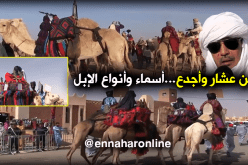 أسماء وأصناف عديدة للإبل في عيده ببرج باجي مختار