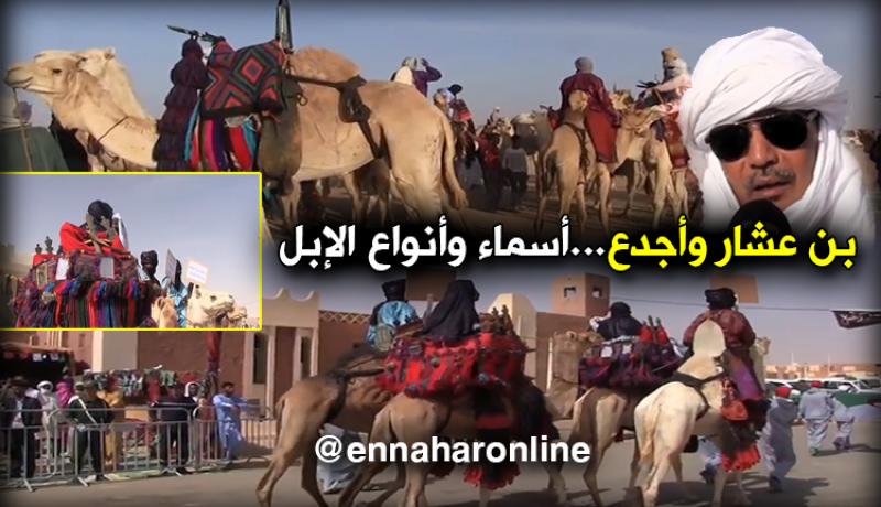 أسماء وأصناف عديدة للإبل في عيده ببرج باجي مختار