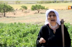 الحاجة خضرة مثال لإستغلال أرض الشهداء