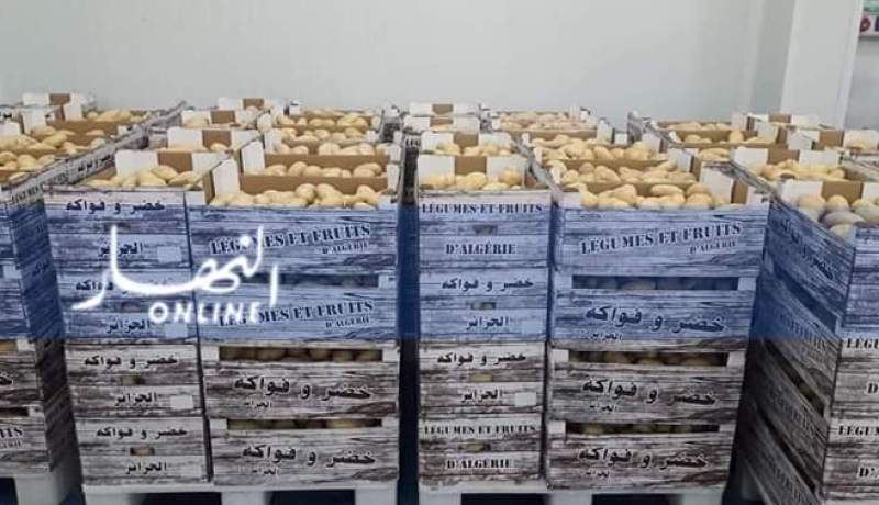 بالصور.. تصدير 60 طنا من البطاطا إلى فرنسا غدا