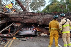 بالصور و الفيديو شجرة تقتل مغنية أميركية شهيرة