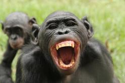 علماء الفيروسات يُحذرون من جائحة جديدة مرتبطة بالقردة