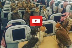 بالفيديو.. أمير سعودي يستأجر طائرة خصيصا لنقل صقوره !