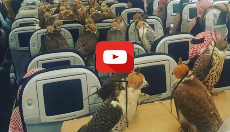 بالفيديو.. أمير سعودي يستأجر طائرة خصيصا لنقل صقوره !