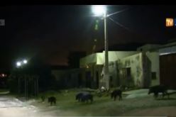 بالفيديو قطعان الخنازير تفرض حظر التجوال ببوزريعة بأعالي العاصمة