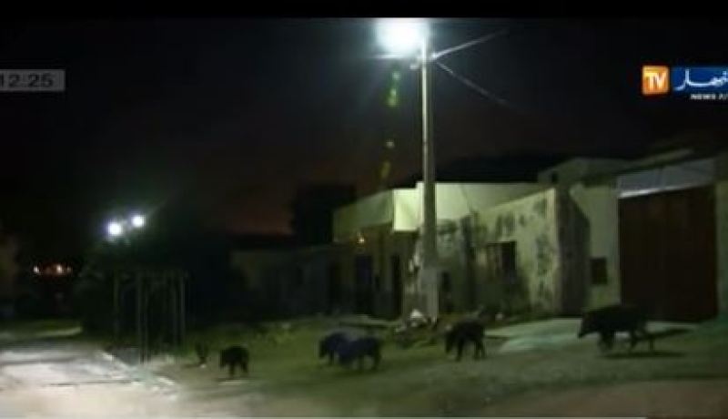بالفيديو قطعان الخنازير تفرض حظر التجوال ببوزريعة بأعالي العاصمة