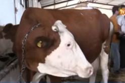 بالفيديو هذا ما حصل في غرداية بعد استهلاك حليب الأبقار دون مراقبة