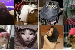 بالصور البلجيكيين يواجهون تنظيم داعش بالقطط