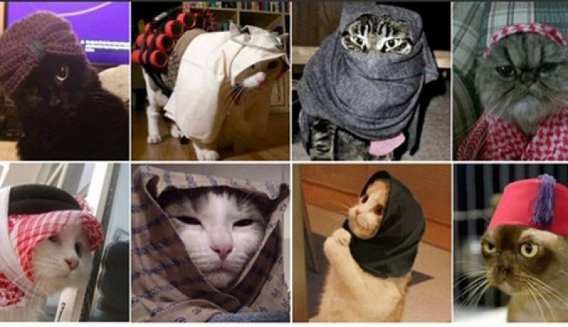 بالصور البلجيكيين يواجهون تنظيم داعش بالقطط