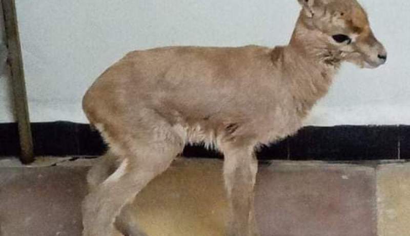 أعوان الغابات يسترجعون غزال كوفي حديث الولادة بالحشم في معسكر