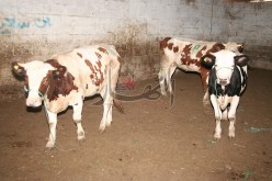 ظهور حالات إصابة بالحمى المالطية وسـط الماشية في عين الدفلى